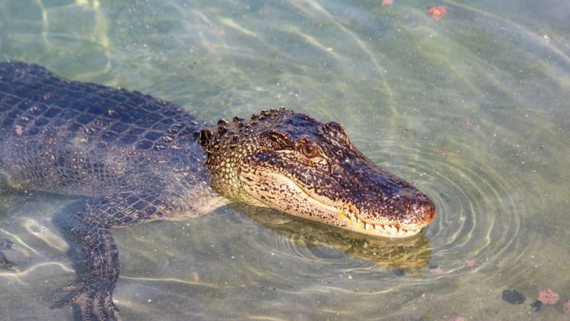 Gator Interaction